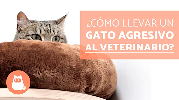 ¿Cómo manejar a un gato agresivo en el veterinario?