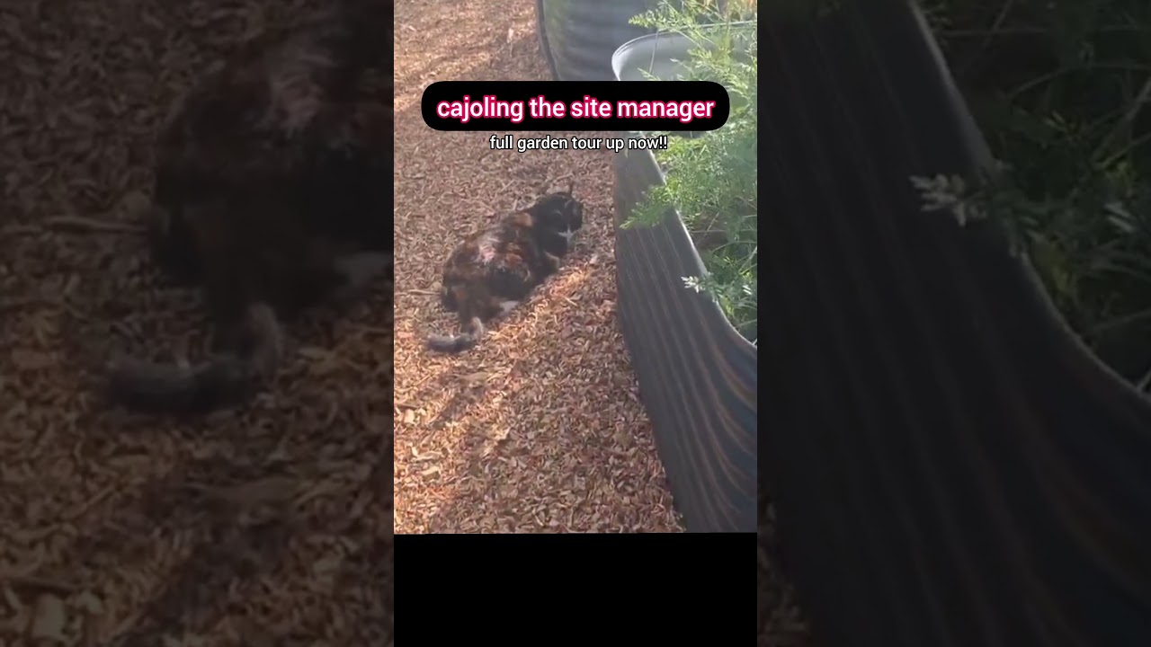 farm cat lovings on the September garden tour 