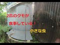 ２匹のクモが食事している！車の中の小さな虫！Two spiders are eating! A small insect in the car! 　180度3DVR　oculus go！