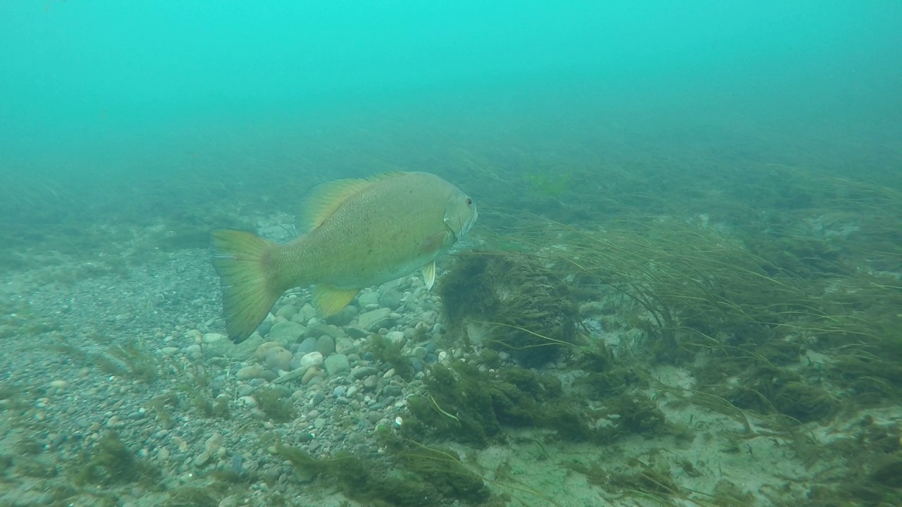 Bass protecting its babies YouTube