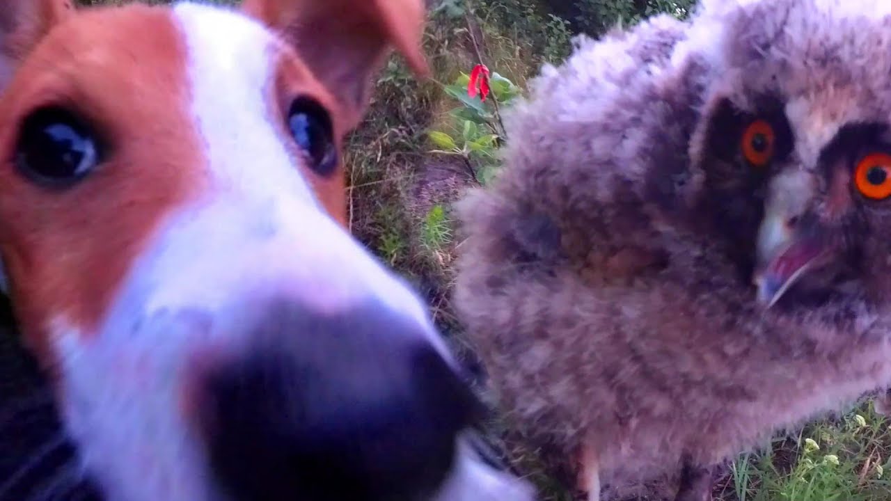 Сова атакует людей.Нападение совы на собаку.Owl attacks people.The owl
