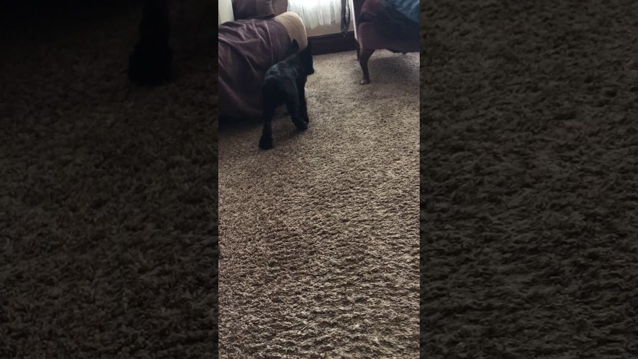 Dog in boots YouTube