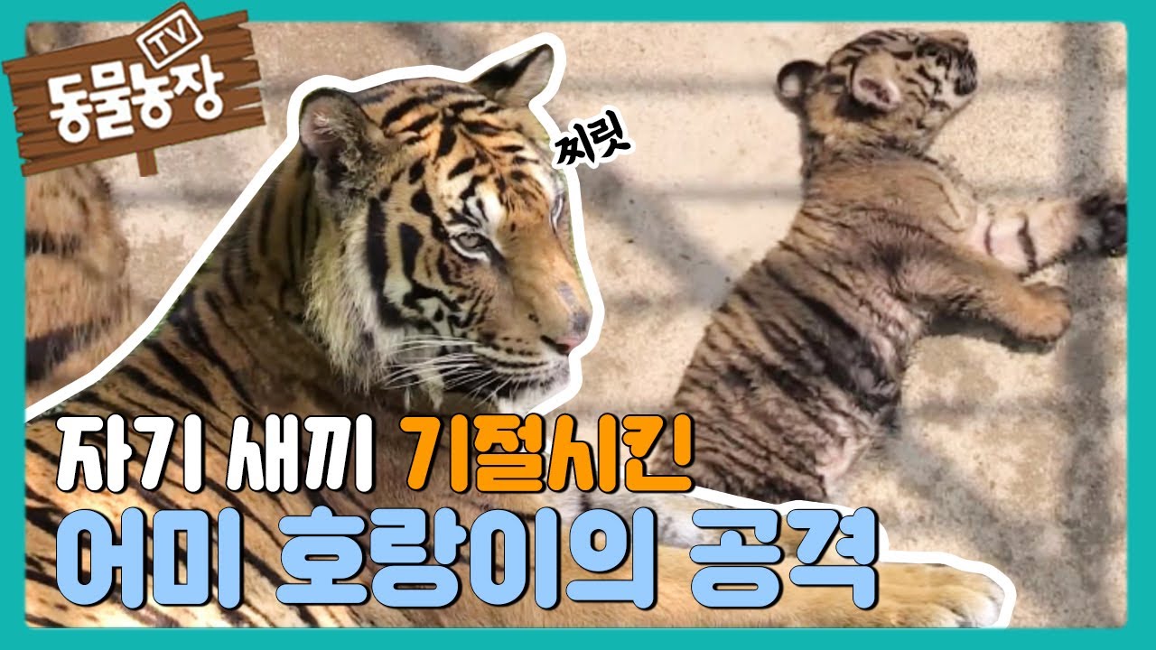 Хойя, тигрица-мать, которая игнорировала своих детенышей @TV Animal Farm 140713