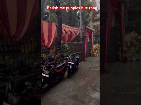 Barish me bachho ko rakha #shortsfeed #dog #adoptstrays #pets #petlover #love #streetdog #cute