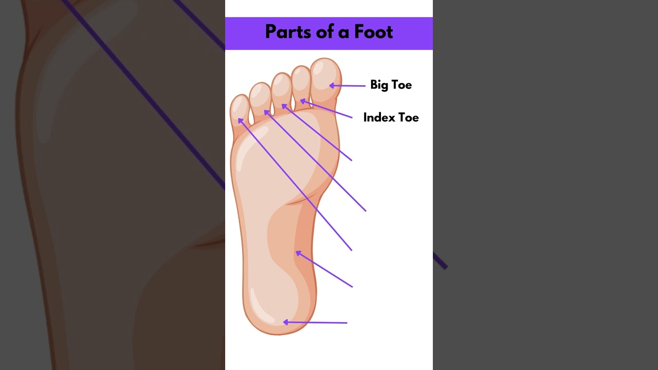 Foot Anatomy 101: A Quick Lesson From a New Hampshire Podiatrist | Nagy  Footcare