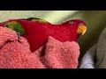 Red birb and towels II