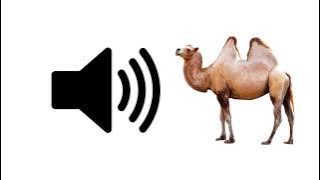 Camel Sounds - Sound Effect | ProSounds