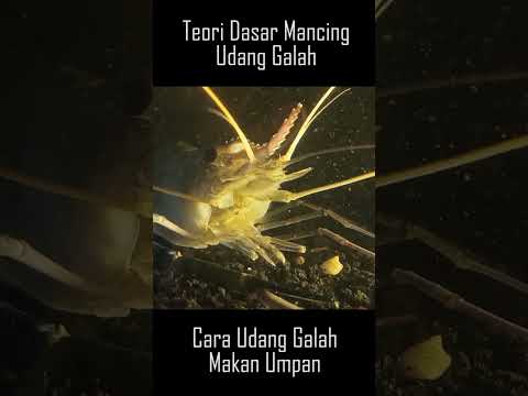 Video: Bolehkah udang galah mendidih?