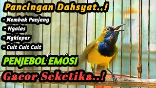 CUIT CUIT SOGON GACOR PENAIK EMOSI IJOAN TROTOLAN BIAR CEPAT GACOR NEMBAK PANJANG FULL ISIAN