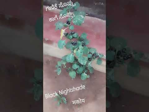 Black Nightshade | Medicinal Plant |  (ಗಣಿಕೆ ಸೊಪ್ಪು / ಕಾಗೆ ಸೊಪ್ಪು / मकोय ) | WSB