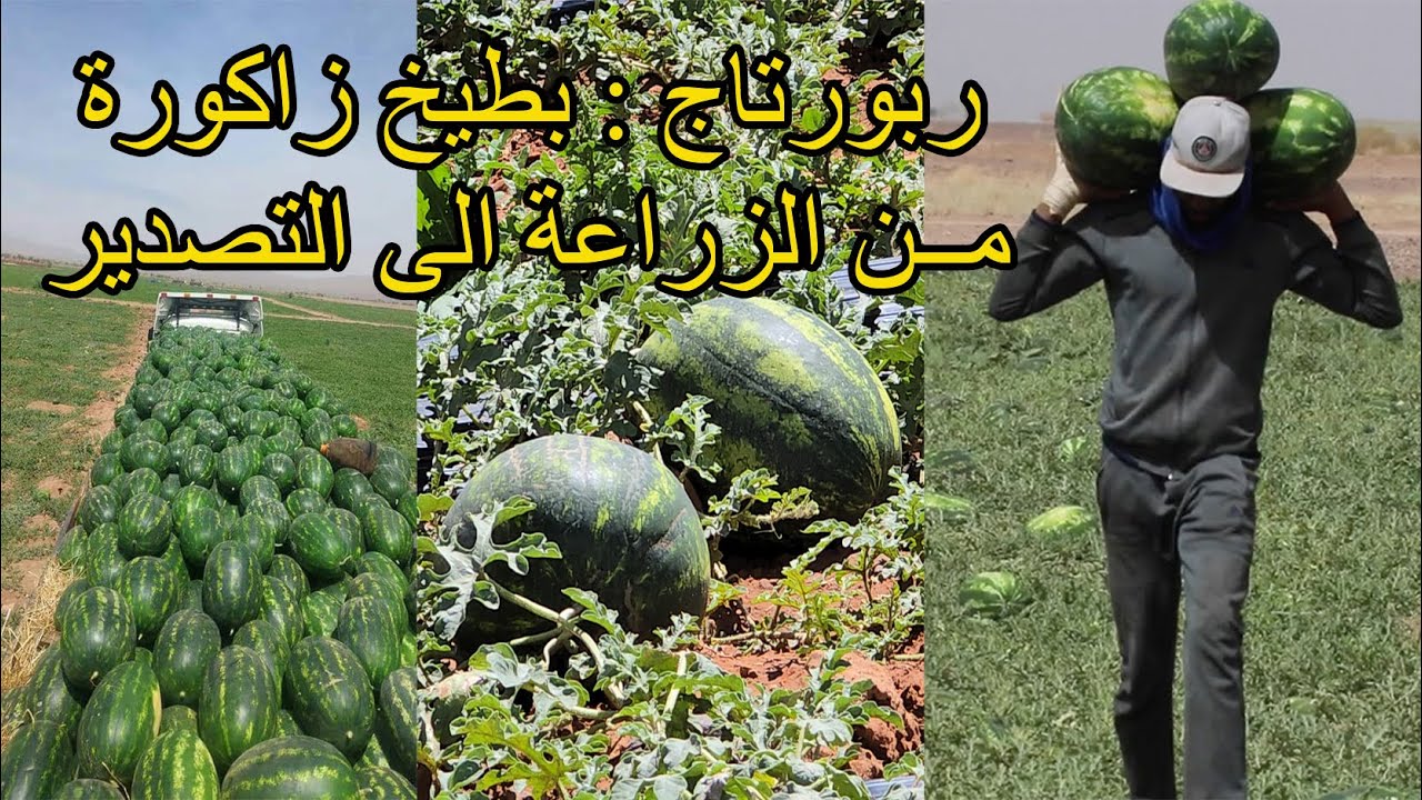 روبورتاج : البطيخ الأحمر (زاكورة) من الزراعة الى التصدير