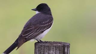Eastern Kingbird  Perched On A Post @IreneDowningNature