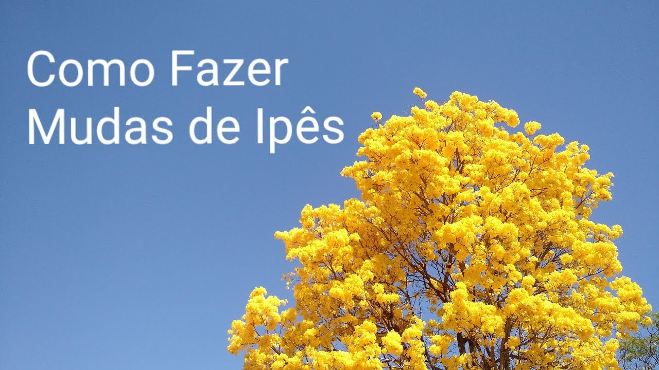 Como Fazer Mudas de Ipê