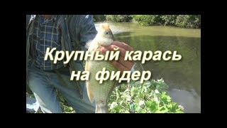 Крупный карась на фидер