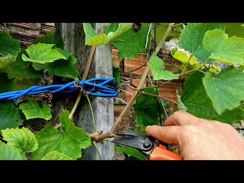 Vídeo: Poda Das Uvas No Primeiro Ano De Plantio: Como Podar As Folhas Das Uvas Anuais Antes Do Amadurecimento E Antes De Abrigar O Mato?