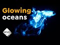 What's Behind Glowing Waves? | Bioluminescence