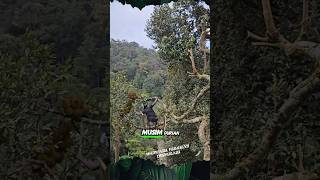 Download Lagu Durian Harvest at height #shorts #harvest #durian MP3