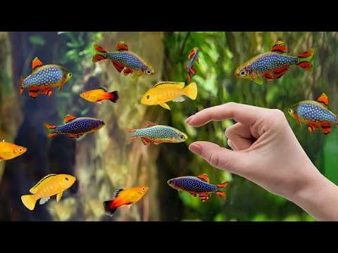 10 jenis ikan hias air tawar kecil untuk aquarium