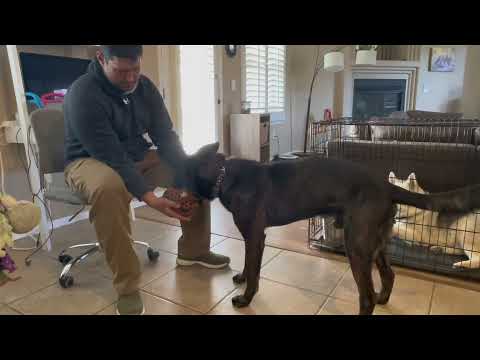 Beginning Muzzle Acclimation with Your Dog