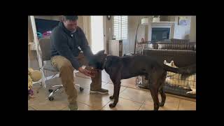 Beginning Muzzle Acclimation with Your Dog
