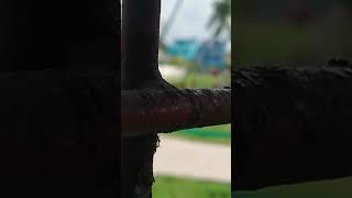 Bathing Village Women.