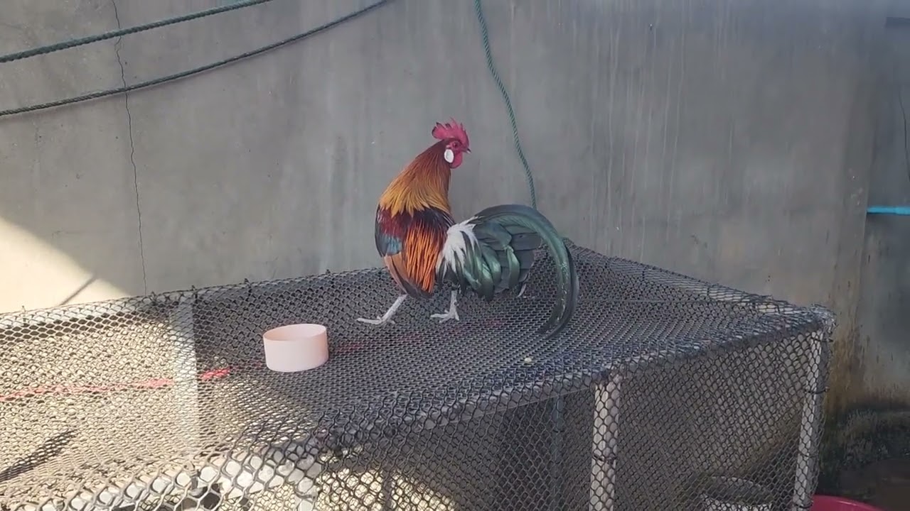 Ep:3 ntev2 lm tsov qab lo thaij kv tu qaib f2 rau peb saib duas os cov phooj ywg 