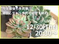 【Live】多肉の植替え納め。今年最後の多肉ごと！（紅葉多肉がとてもキレイです）