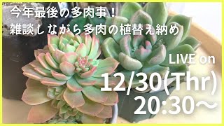 【Live】多肉の植替え納め。今年最後の多肉ごと！（紅葉多肉がとてもキレイです）