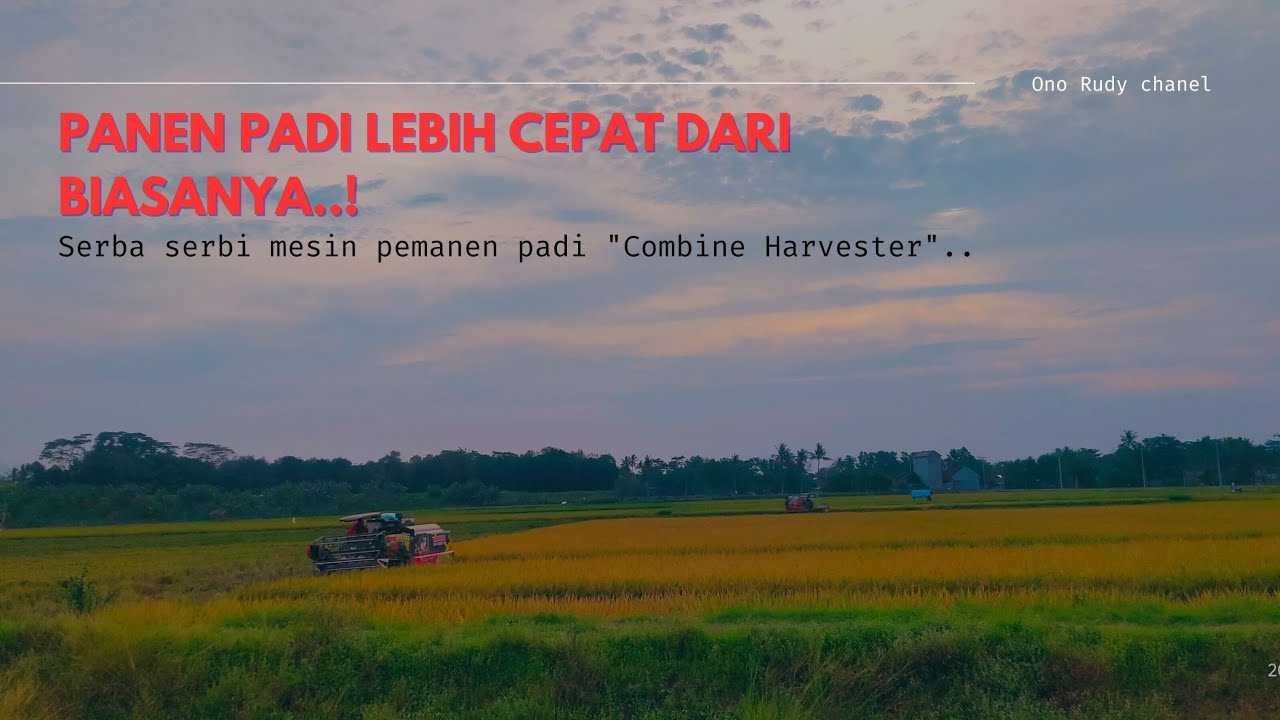Proses pemanenan padi dengan mesin-mesin modern masa kini. #padi #sawah #combineharvester