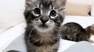 Am I the only one who cries just looking at kittens before bed on a tiring day?