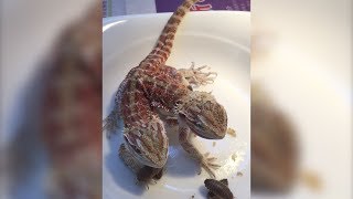 DoubleHeaded Dragon has a Snack (Storyful, Animals)