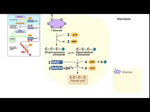 Video: Kan glycolyse plaatsvinden zonder zuurstof?