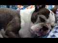 Sleepless Boston Terrier Episode 53