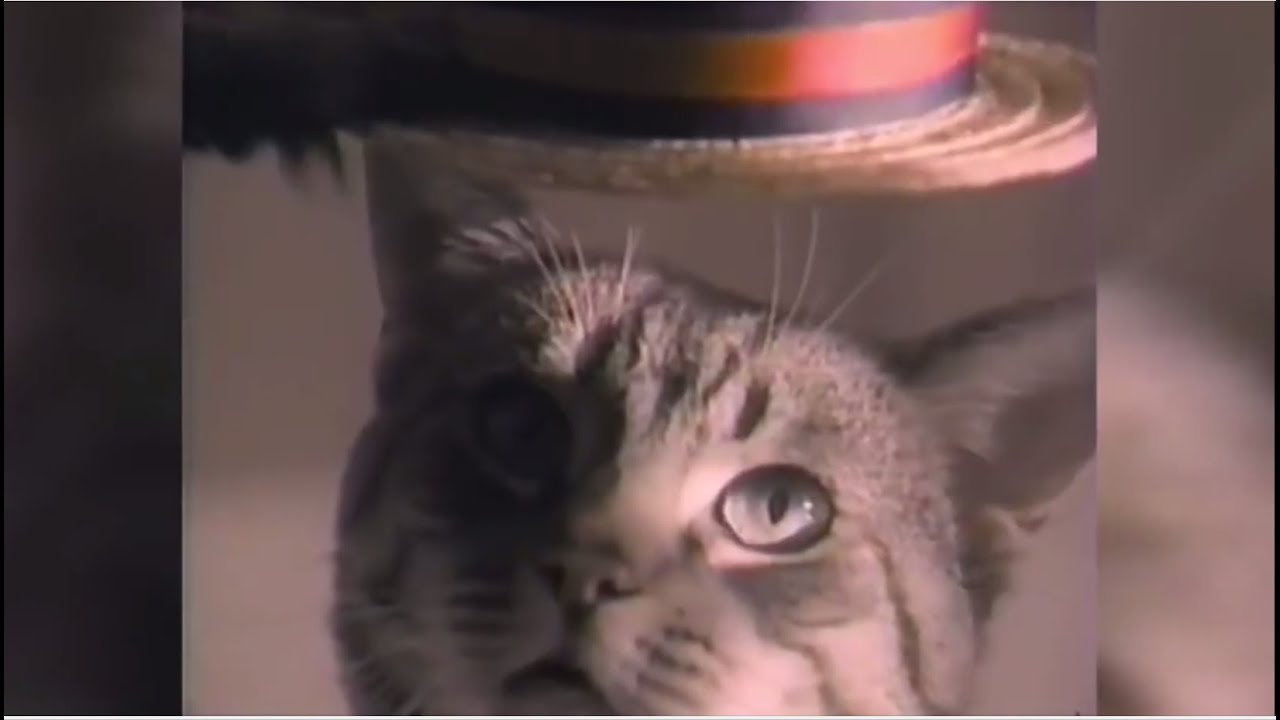 Best Cat Commercials Meow Mix YouTube