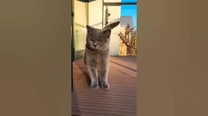 Watch the video about British kitten happy sunny day #britishkittenslife #cat