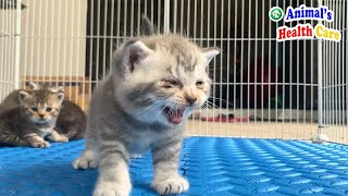 Cutest Baby Kitten Wanna say something at first time trying to walk? by ANIMAL'S HEALTH CARE 4,972 views 1 year ago 3 minutes, 26 seconds