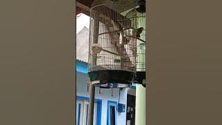 ropelan trucukan vs kenari gacor