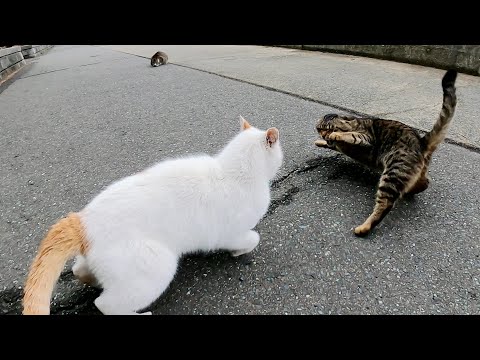 【猫の喧嘩】三毛猫をいじめた茶シロ猫にキジトラ猫がマジギレ!