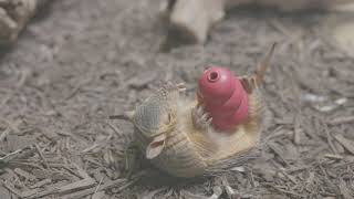 Watch Screaming Hairy Armadillo Sherman Go Wild For His Enrichment Toy