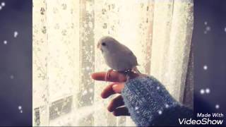 رضا أنا آشتريتك بعتني❤A❤