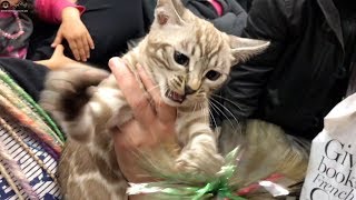 Snow Bengal Cats & Kittens at TICA Show
