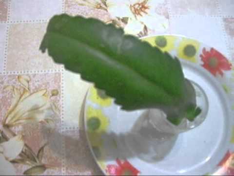 Лечение насморка у детей. Народные средства. (Treatment of cold. Peoples remedy.)