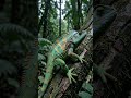 Micro Tales of Rainforest Biology