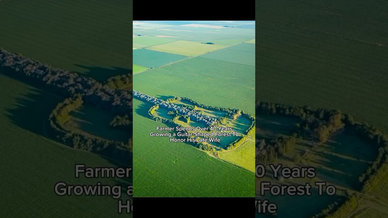 Farmer spends over 40 years growing a guitar shaped forest to honor his late wife