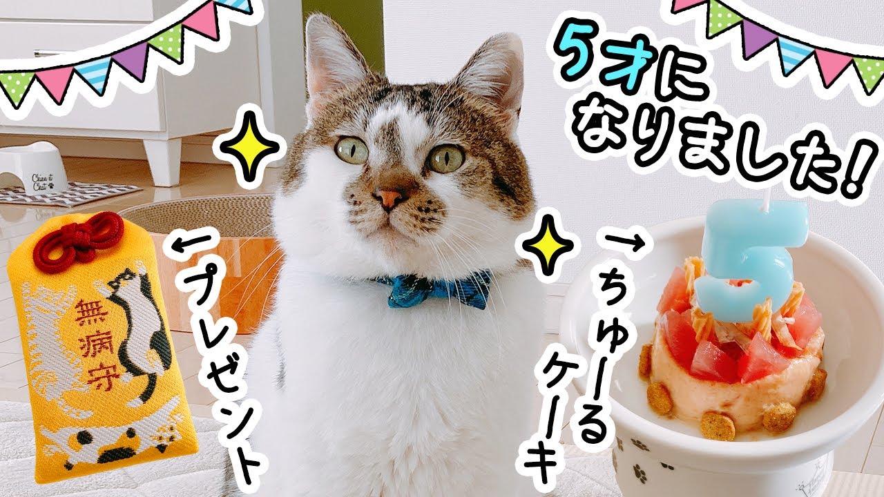 ちゅ～るケーキで初めての誕生日をお祝いしました！