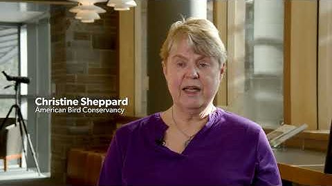 Treat Glass by Day, Dim Lights at Night! Help Prevent Bird Collisions! (Cornell Lab of Ornithology)