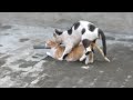 Cats mating - Best cat mating 2