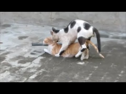 cat mating