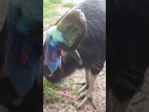 Video: Den Fylogenetiske Betydning Af Morfologien Af syrinx, Hyoid Og Strubehoved I Den Sydlige Cassowary, Casuarius Casuarius (Aves, Palaeognathae)