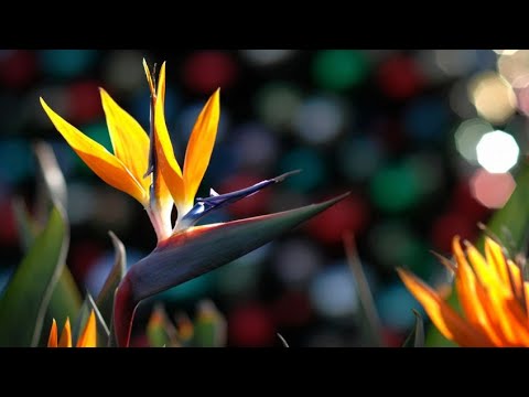 Video: Las hojas del ave del paraíso se vuelven amarillas: el cuidado de un ave del paraíso con hojas amarillas